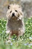 CAIRN TERRIER 263